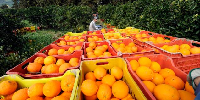 Italy, Sicily, Ribera, Oranges Harvesting